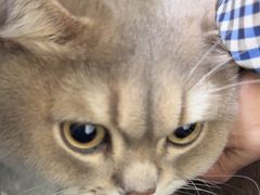 -纳吉亚猫专科动物诊疗中心(蒋宅口分院)