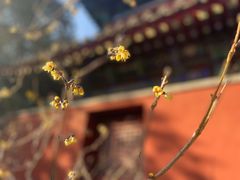 -小吊梨汤·北京菜(香山店)