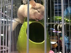 -龟与熊猫宠物公园(南坪店)