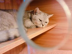-喵百万·布偶·蓝金金渐层英短·猫舍(百子湾店)