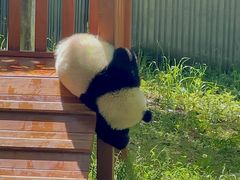 -卧龙中华大熊猫苑神树坪基地