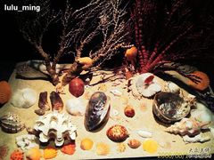 -亚龙湾中心广场·贝壳馆