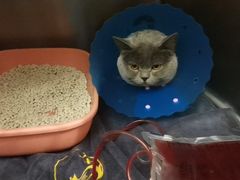 -伟伟宠物医院·瑞派猫友好医院·猫科(光谷店)