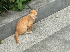 -七爷清汤腩·港式餐厅(金狮广场店)