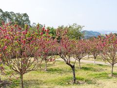 -广州莲花山旅游区