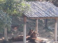 -石家庄市动物园