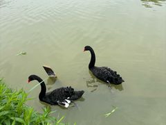 -荷兰花海