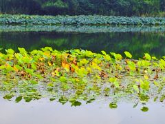 -溱湖国家湿地公园