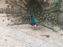 -栾川竹海野生动物园