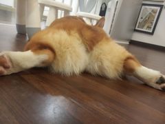 -柯斗斗主题餐厅·狗咖·围炉煮茶·茶饮(国瑞升平里店)