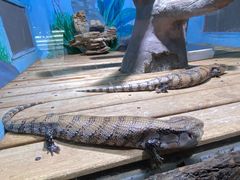 -石家庄市动物园