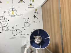 -申普宠物医院·心脏介入·心血管微创(总院)