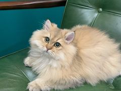 -猫大福·Fortune Cat猫舍(百子湾店)