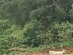 -大姆山草场