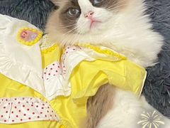 -珠海悠米米努特矮脚猫舍