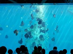 -瑞德姆美人鱼海底演艺主题餐厅(亚龙湾店)