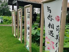 -荷花荡