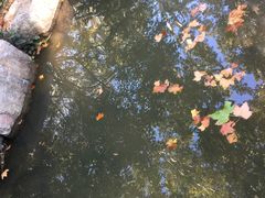 景点-习家池
