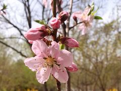 -桃花堤公园