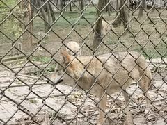 -哈尔滨北方森林动物园