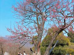 -梅花山(明孝陵内)