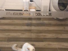 -猫咪博物馆(顶澳仔猫街店)