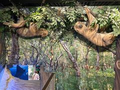 -迪拜水族馆及水下动物园