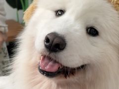 -星多哈·狗咖·拼豆·咖啡