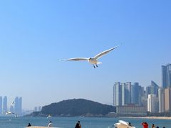 -海云台海滩