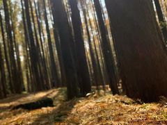 -山王坪喀斯特国家生态公园