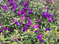 -铁山坪森林公园