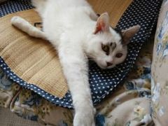 android_upload_pic-瑞派福兴宠物医院犬猫全科·骨科·中西医结合(河东店)