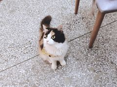 -绒爪撸猫下午茶·猫咖
