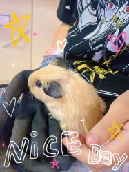 -神奇动物撸宠馆·羊驼·小浣熊·异宠(豫园店)