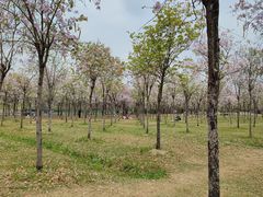 -广东花都湖国家湿地公园
