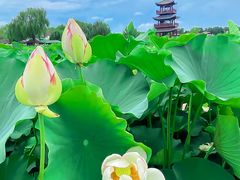 -白洋淀景区
