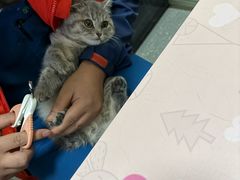 -伟伟宠物医院·瑞派猫友好医院·猫科(光谷店)