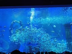 -哈尔滨波塞冬海底世界