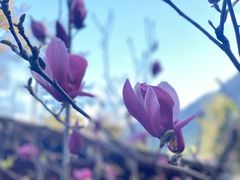 -广州市流溪河国家森林公园