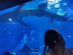 -烟台海昌鲸鲨海洋公园