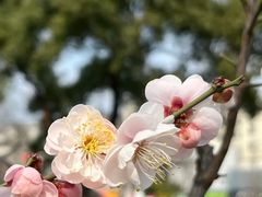 -梅花山(明孝陵内)