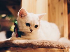 -共舞时光猫咖·狗咖(新街口店)