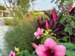 -江门古劳水乡旅游区