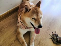 -柴犬小屋·柴餐厅·狗咖食堂(金鼎广场店)