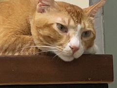 -创凡宠物医院·骨专科  猫科中心(西乡分院)