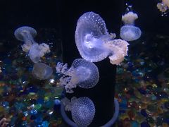 -成都浩海立方海洋公园