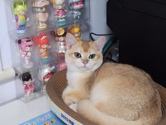 -派多格宠物·购宠(靛厂路店)