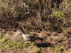 -夏威夷火山国家公园