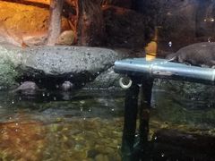 -暹罗海洋世界