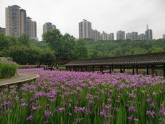 -龙头寺公园